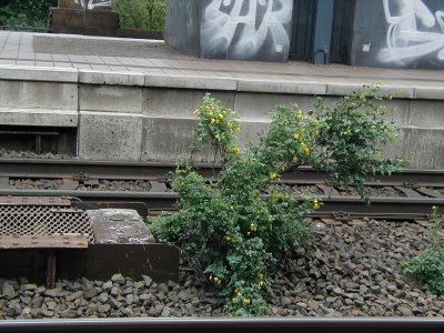 gleisstrauch.jpg