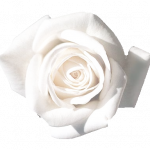 Die weiße Rose: Symbol der White Darkness